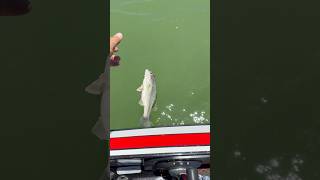 New Mexico bass newmexico bassfishing bass fish fishing lake largemouthbass subscribe [upl. by Evelin427]