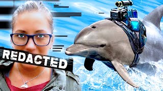 The SECRET Behind US Navys Dolphin Training [upl. by Sad]