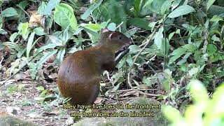 Agouti Facts  Costa Rica Wildlife  Wild Agouti feeding with natural sounds wildlife nature [upl. by Oiligriv786]