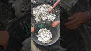 wow Amazing Beach Seine Net Fishing  Hundreds of Sea Fishing [upl. by Aikam]