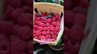 Berry season youtubeshorts berries [upl. by Nosirrah458]