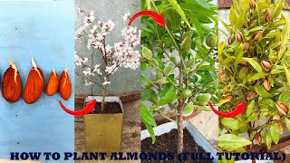 How to grow an almond tree at home  the most complete instructional video on planting almonds [upl. by Bunker]