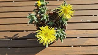 Faucaria paucidens with flowers fully open [upl. by Enilecram]