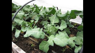 Grow Cabbage Family Crops Organically Everyone Can Grow a Garden 2020 9 [upl. by Wylie82]