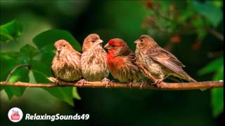 Sonido de Canto de Pajaros por una hora  Birdsing for 1 hour [upl. by Iharas]