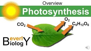 Photosynthesis Overview [upl. by Cameron]