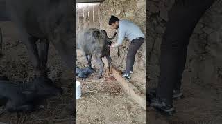 ROP IN BUFFALO shorts trending vet struggle hardwork music song movie viralshort cow amba [upl. by Eniroc]