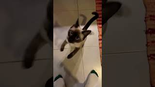 Siamese cat meows like crazy 😝 🐈‍⬛😺😅 subscribe like cat siam angry crazy [upl. by Eemyaj680]