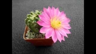 Echinocereus pulchellus [upl. by Sue]