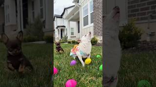 Madi  Remi’s first Easter egg hunt Happy Easter everybody🐰🌸✨ [upl. by Tnilc]