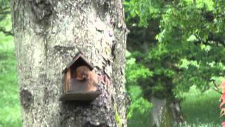 Squirrel Steals Eggs from Nest Lockerbie 16062012 [upl. by Aneleve]