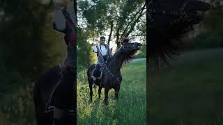 black horseblack horse katy perryblack horse fly black horse animals hourse [upl. by Sibella]