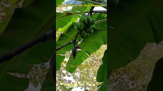 Banana Flower Cutting Time [upl. by Aldo]