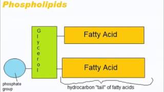 Lipids  A Level AS Biology Revision [upl. by Adialeda]