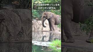 水辺で一人遊ぶアフリカゾウのベンくん｜Ben on the Waters Edge yagiyamazoo Elephant [upl. by Fredkin160]