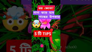 দানা ঝড়ে হবে গাছের উপকার5টি টিপস দানাDanagardenytshortsshortsplantcarebudgetterracegarden [upl. by Kado]