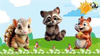 Lovely Animal Sounds Armadillo Raccoon Squirrel Butterfly Falcon  Animal moments [upl. by Yclek384]