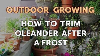 How to Trim Oleander After a Frost [upl. by Seuqcaj]