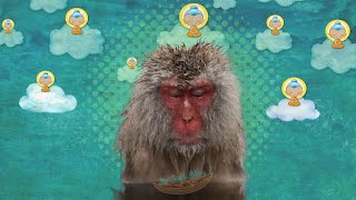 MEDITATION DU VIEUX SINGE  La Sagesse 🧠🐵✨ [upl. by Portland]