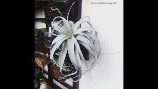 TILLANDSIA XEROGRAPHICA  описание и основы ухода [upl. by Maurise]