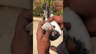 ￼￼Saharanpur Kalsira kabootar 🕊🕊🕊kabootarbazilovers allkabootarlovers birds viral video 🕊🕊 [upl. by Nonnek]