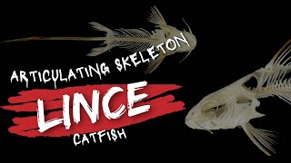 KERANGKA ESAF LINCE CATFISH articulating skeleton FINAL PART [upl. by Atsev]