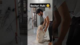 Rubi Pakdi Gayi 😉 ll labra rubi ll youtubeshorts shorts labrador doglover funny viralshort [upl. by Mauer]