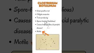 Clostridium botulinum causes botulism bacteriology clostridium bacteria microbiology medical [upl. by Vadim156]