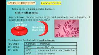 Genetics Part 5 Human Genetic Disorders [upl. by Ynaffad]