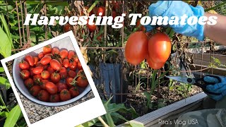 Harvesting Tomatoes Preserving the Bounty [upl. by Claudius]