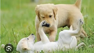 Golden Retriever Picks Apples For HisBunny Dog 🐩 The Dodo [upl. by Carbo882]