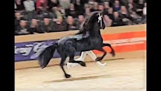 Julius 486 stallion inspection 2019 Friesian horse [upl. by Ennyroc]