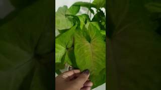 Syngonium plants Benefits Esha yadav viralshorts trending 🪴🪴 [upl. by Amliw]