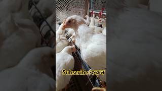 broiler breeder farming Bangladesh chicken poultry khamariseba chickenfarming birds shorts [upl. by Avner]