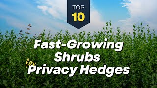 TOP 10 Fast Growing Shrubs for Privacy Hedges 🌱🌳🌿 Garden Fence [upl. by Akirdnahs]