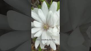 Star Magnolia [upl. by Kemble688]