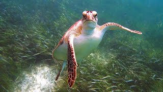 Delightful Snorkeling at Akumal Bay Beach amp Wellness Resort Mexico June 2024 [upl. by Zebe]