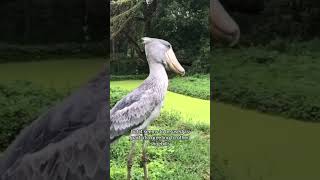 Shoebill machine gun noise  scariest bird sound ever shoebill wildlifepodcast weirdanimals [upl. by Rubina]