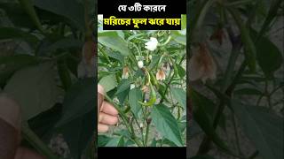 যে ৩টি কারনে মরিচের ফুল ঝরে যায়। [upl. by Ellie395]