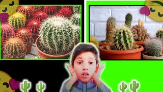 How to plants cactus 🌵Adnan Ansari yaqoob 👑👑 vlogs [upl. by Novit753]