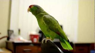 Talking Amazon Parrot [upl. by Acila]