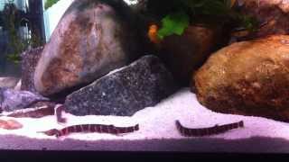 Kuhli Loaches compatible with African Cichlids [upl. by Danforth575]