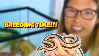 Snake Breeding Rosy Boa Edition [upl. by Lemhar547]