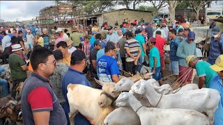 FEIRA DE BODE DE CAMPINA GRANDE PARAÍBA 27112024 [upl. by Anerak881]