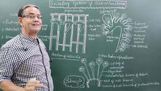 Excretory system of BranchiostomaAmphioxus [upl. by Lorou]