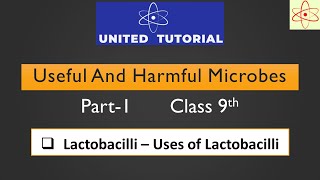 Useful and Harmful Microbes Part1  Class 9th  Lactobacilli  Uses of Lactobacilli 9thscience [upl. by Fanchie]