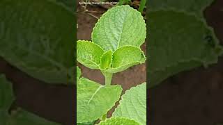 പനികൂർക്കയുടെ ആരോഗ്യ ഗുണങ്ങൾ Health Benefits of panikoorkka Country Borage country borage [upl. by Nylrem]