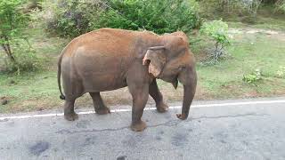 buttala to kataragama road wild elephants 4 [upl. by Tonya]