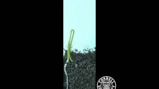 Onion seed germinating in time lapse  closeup [upl. by Hinman]