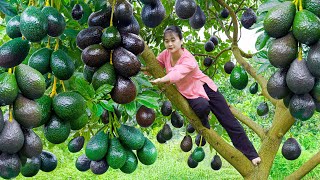 LIVE Harvesting Avocado Go To Market Sell  Secret Recipe Making Giant Avocado Cake  New Life [upl. by Carnes]